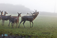 Cerf élaphe