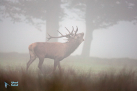Cerf élaphe