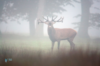 Cerf élaphe