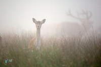 Cerf élaphe