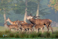Cerf élaphe