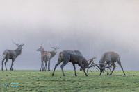 Cerf élaphe