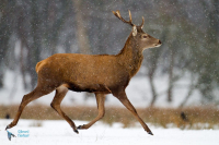 Cerf élaphe