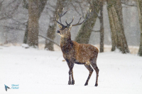 Cerf Eulaphe