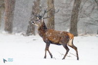 Cerf Eulaphe
