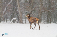 Cerf Eulaphe