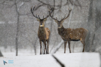 Cerf Eulaphe