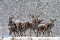 Cerf élaphe