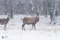 Cerf Eulaphe
