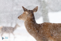 Cerf élaphe