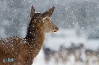 Cerf Eulaphe