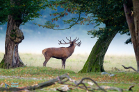 Cerf élaphe