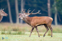 Cerf élaphe