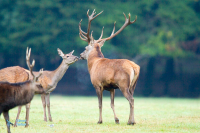 Cerf élaphe