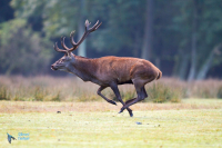 Cerf élaphe