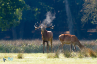 Cerf élaphe
