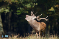 Cerf élaphe