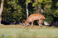 Cerf élaphe