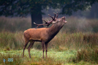 Cerf élaphe
