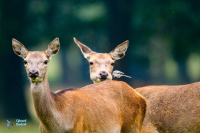 Cerf élaphe