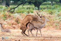 Cerf élaphe