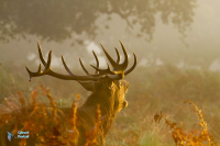 Cerf élaphe