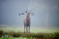Cerf élaphe