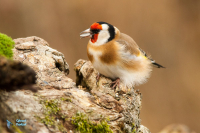 Chardonneret élégant