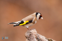 Chardonneret élégant