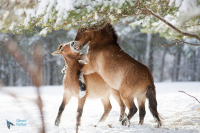 Cheval de Przewalski