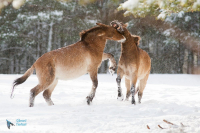 Cheval de Przewalski
