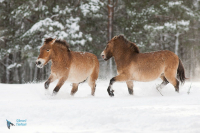 Cheval de Przewalski