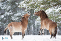 Cheval de Przewalski