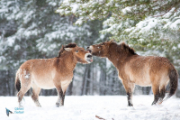Cheval de Przewalski