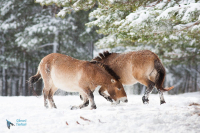 Cheval de Przewalski