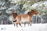 Cheval de Przewalski