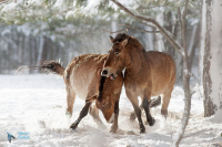 Cheval de Przewalski