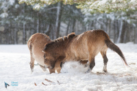 Cheval de Przewalski