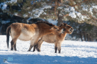 Cheval de Przewalski
