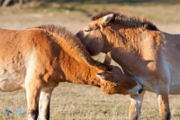 Cheval de Przewalski