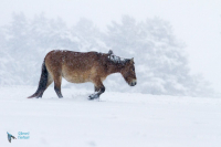 Cheval de Przewalski