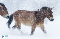Cheval de Przewalski