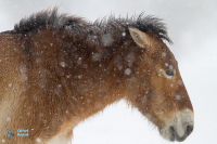 Cheval de Przewalski