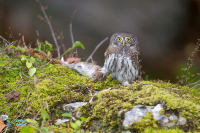 Chevêchette d'Europe