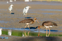Cigogne noire immature
