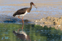 Cigogne noire immature