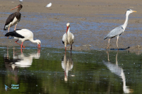 Cigogne blanche.