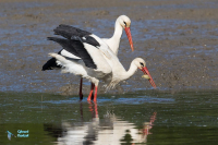 Cigogne blanche