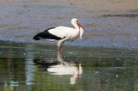 Cigogne blanche