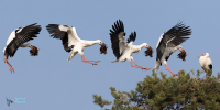 Cigogne blanche montage